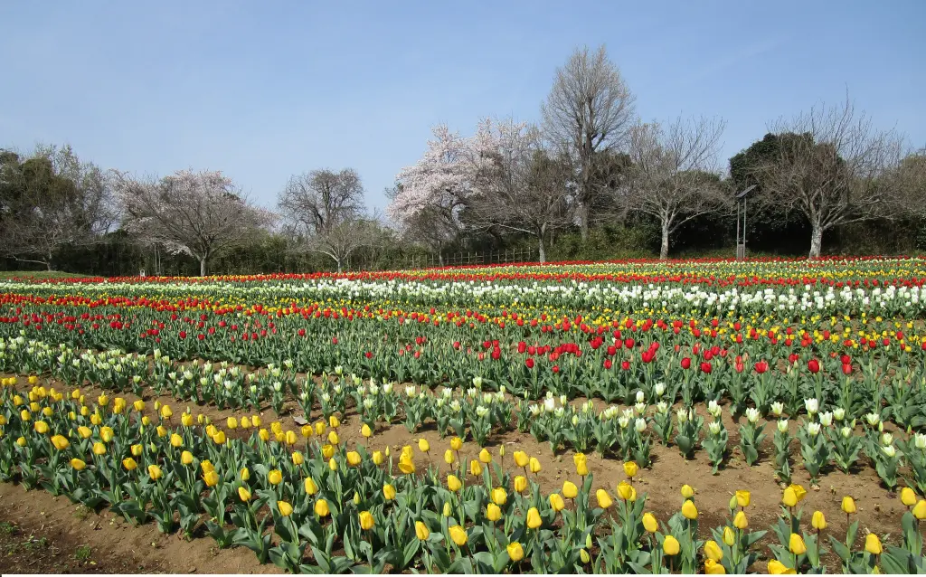 美浦村のお花畑